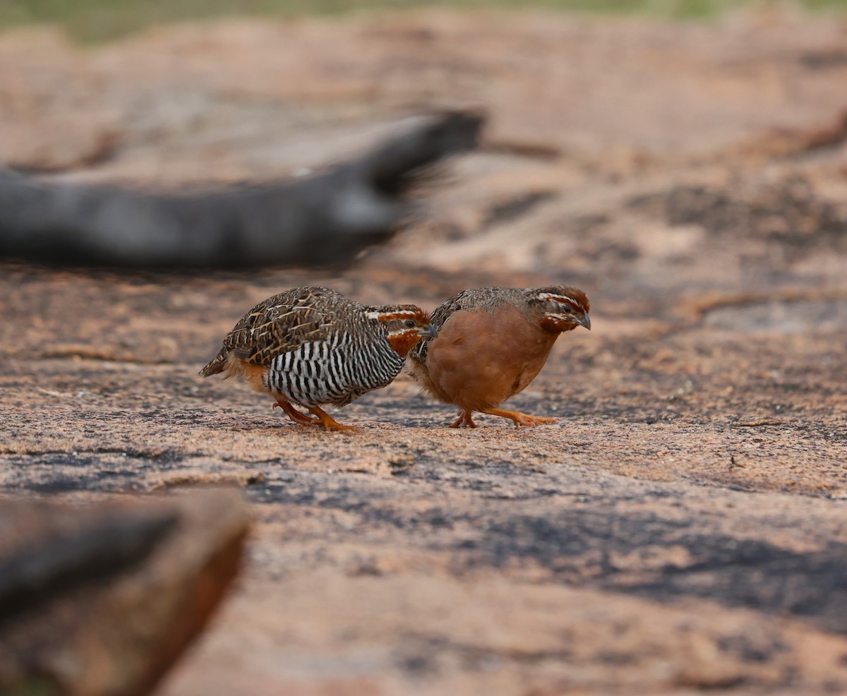 Jungle Bush-Quail - Kiran Lee