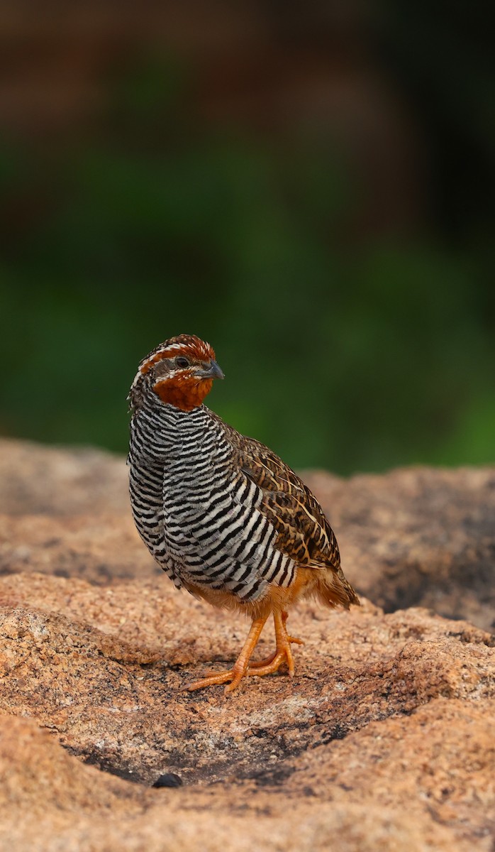 Jungle Bush-Quail - ML624029315