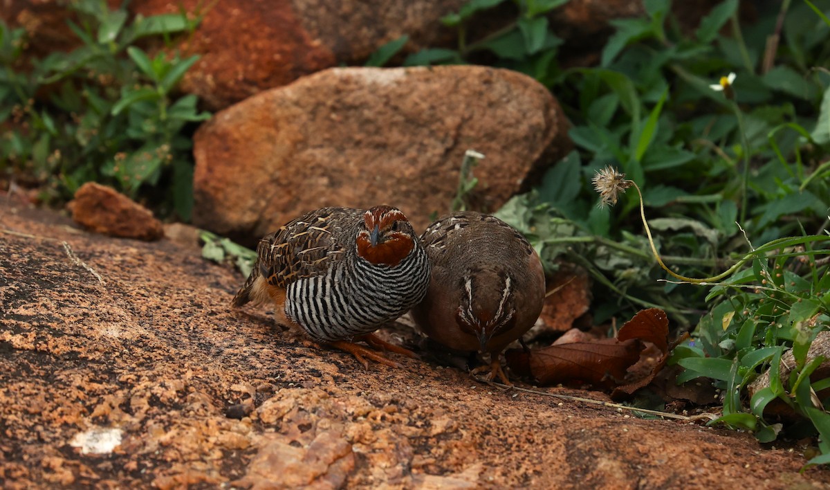 Jungle Bush-Quail - ML624029316