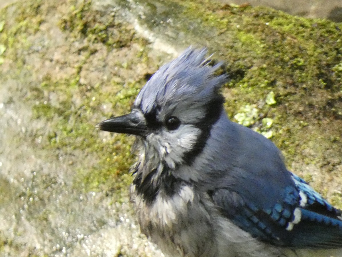 Blue Jay - ML624029317