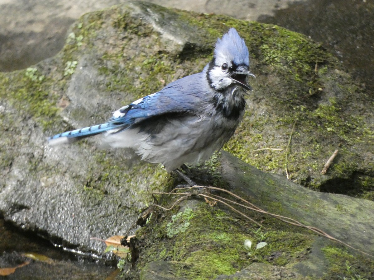 Blue Jay - ML624029319