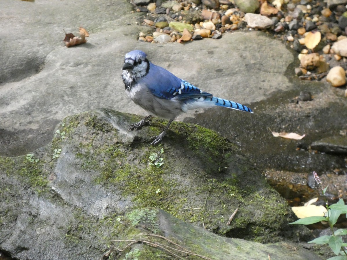 Blue Jay - ML624029330