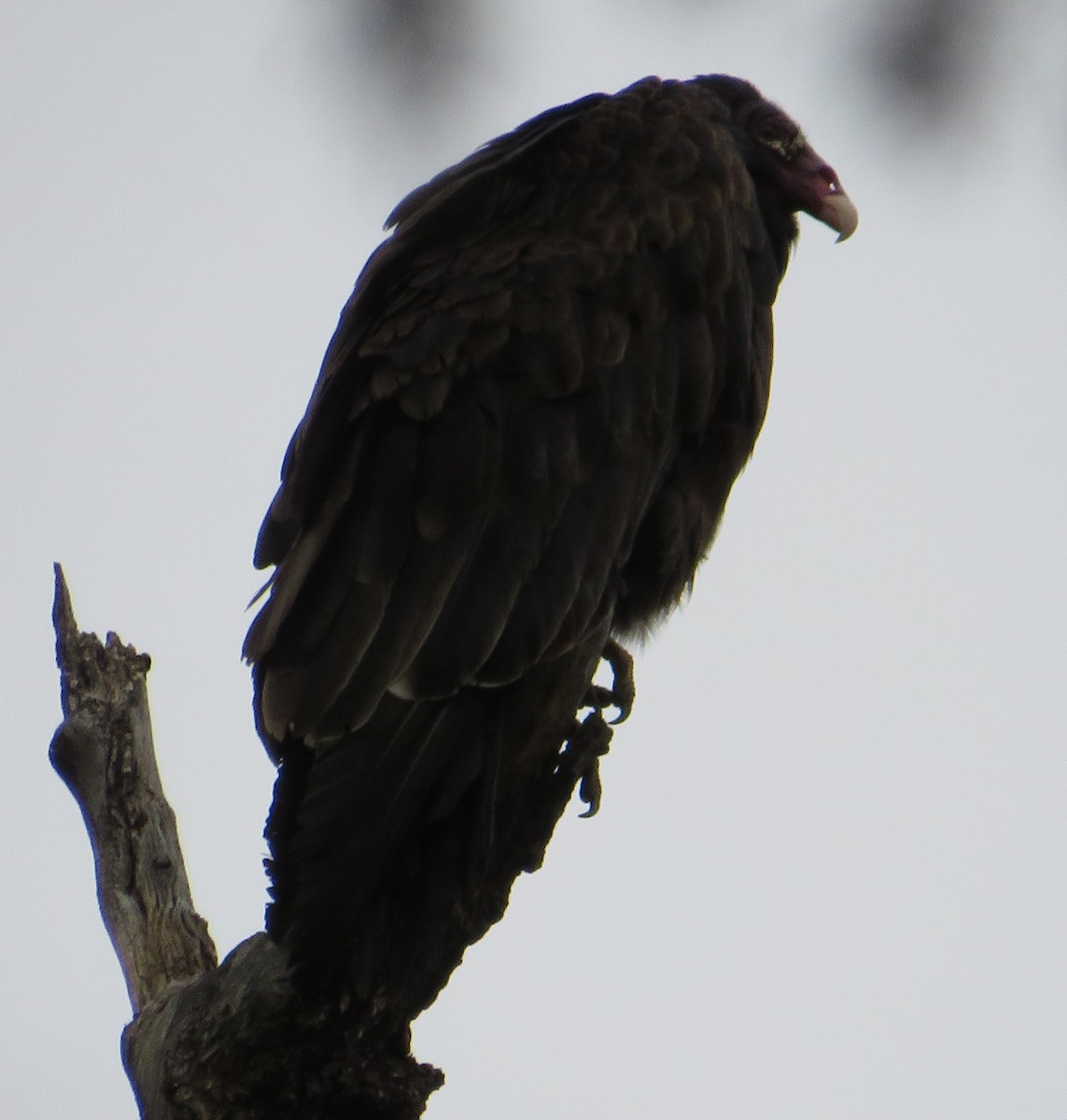 Turkey Vulture - ML624029355