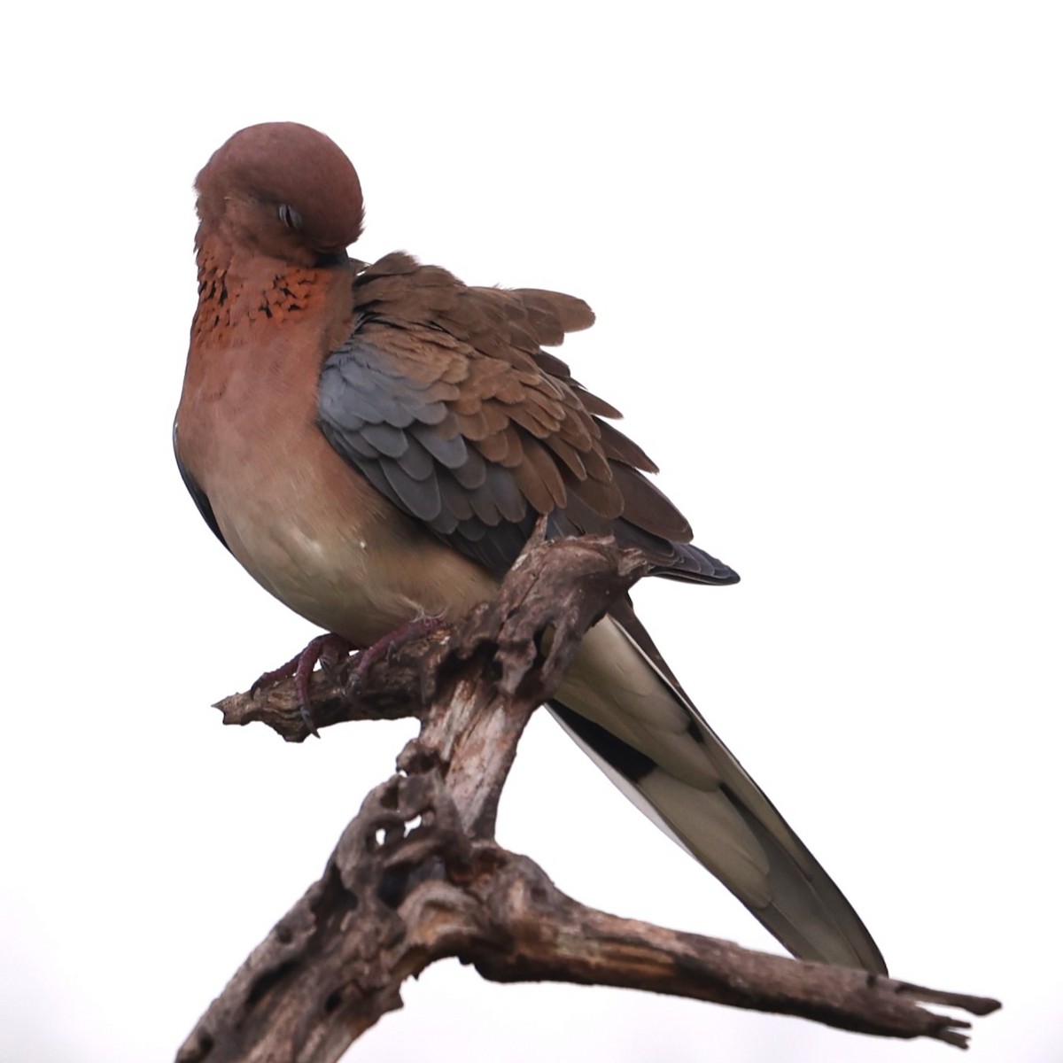 Laughing Dove - ML624029362