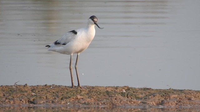 Pied Avocet - ML624029369