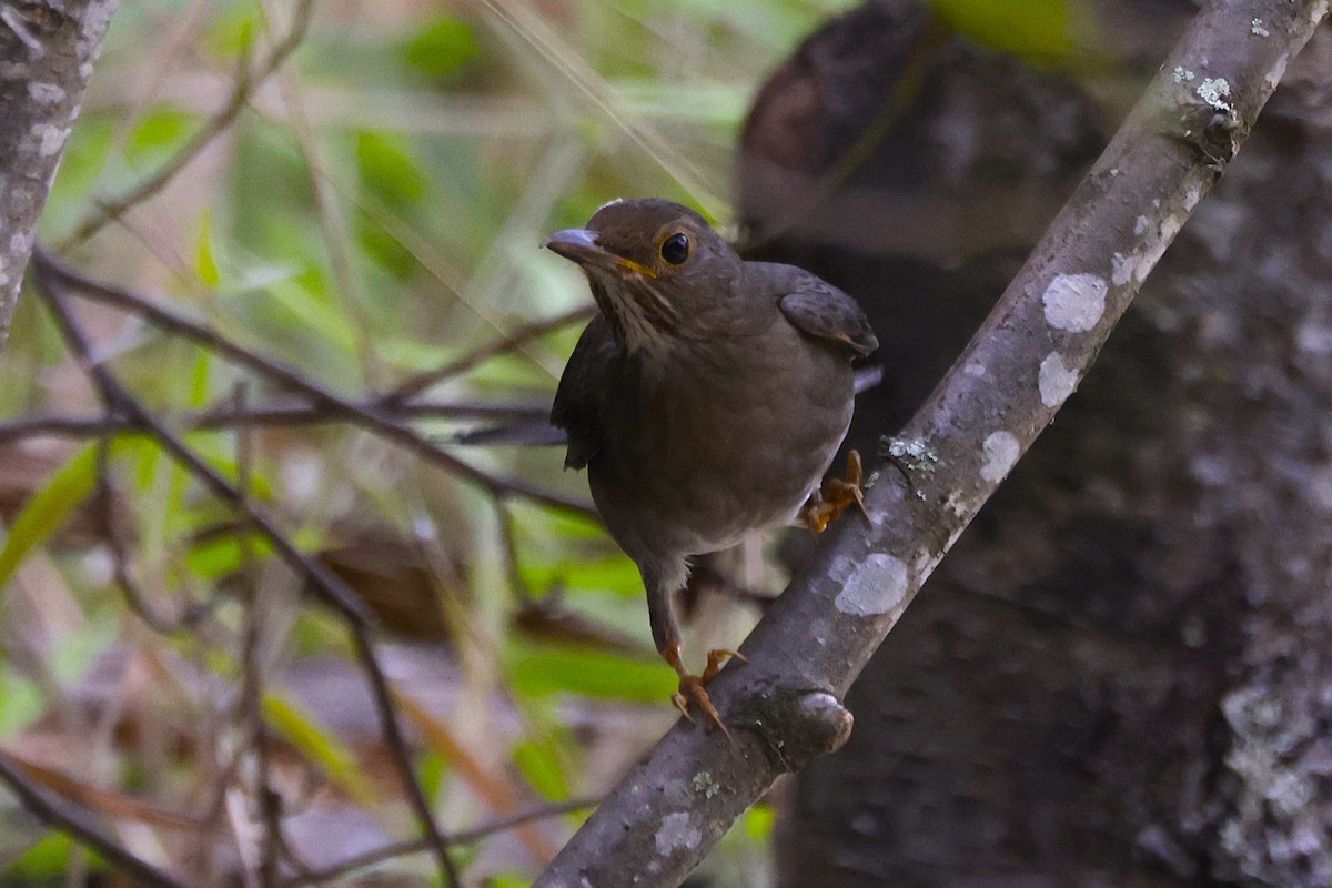 Andean Slaty Thrush - ML624029375