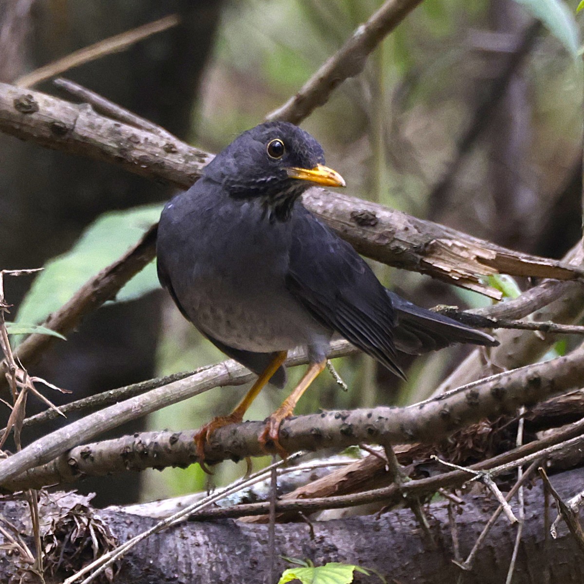 Andean Slaty Thrush - ML624029376