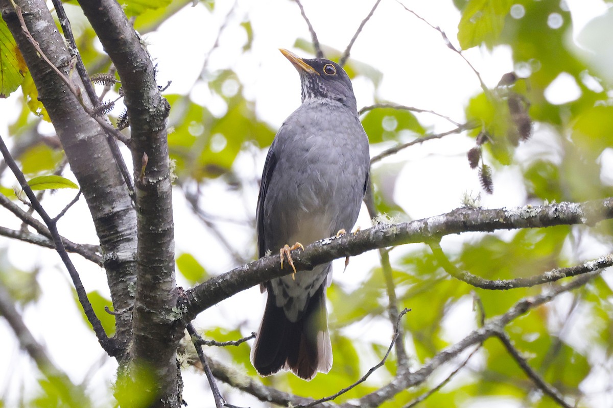 Andean Slaty Thrush - ML624029377