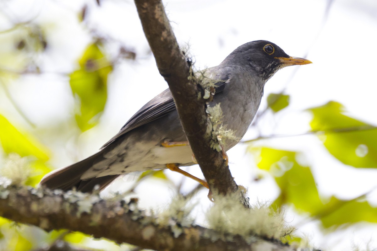 Andean Slaty Thrush - ML624029378