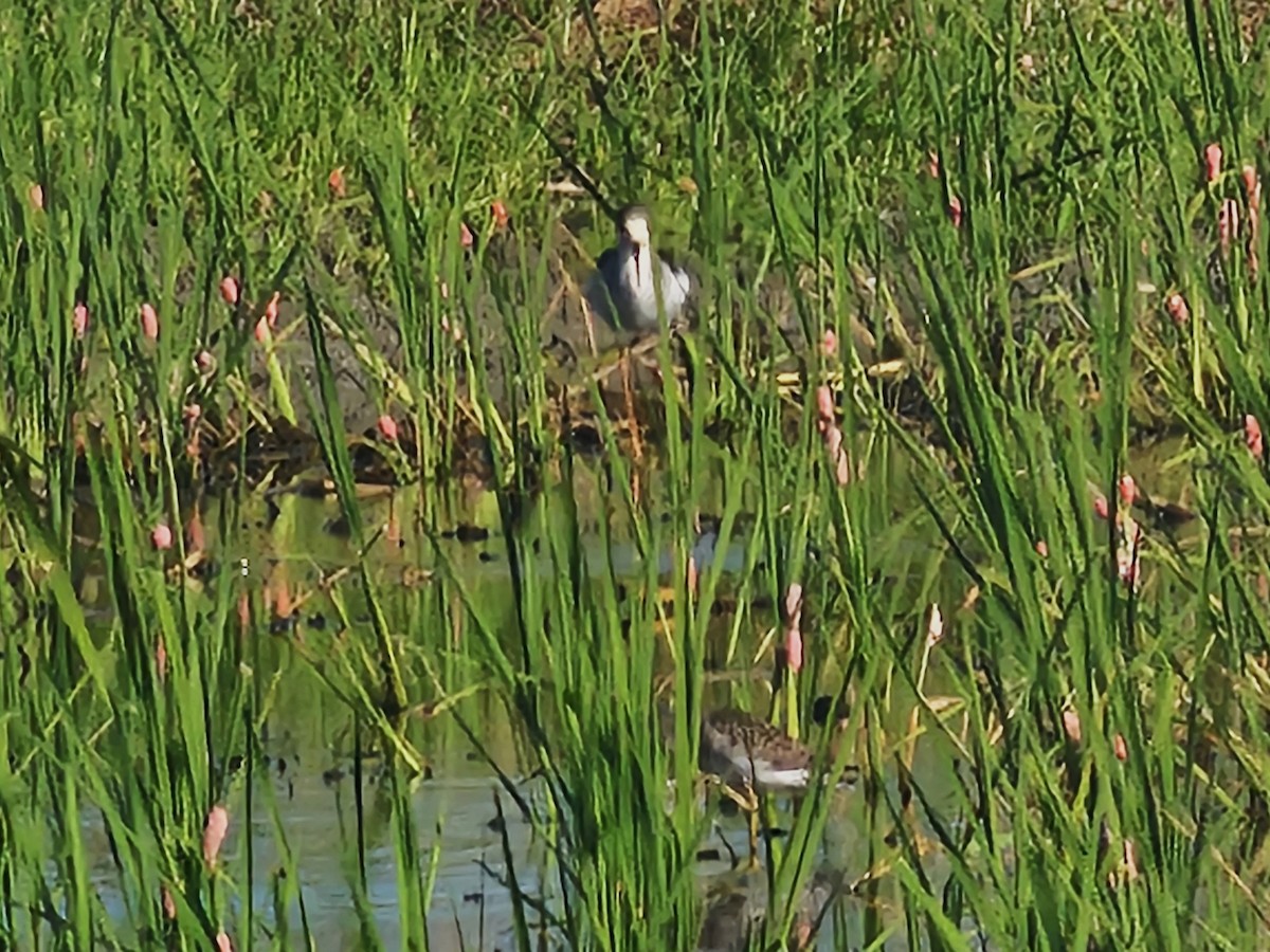 Gray-tailed Tattler - ML624029382