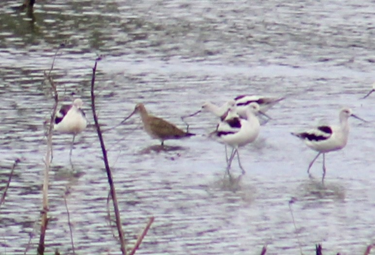 Hudsonian Godwit - ML624029388