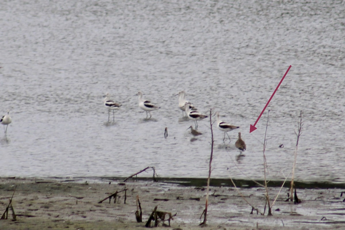 Hudsonian Godwit - ML624029389