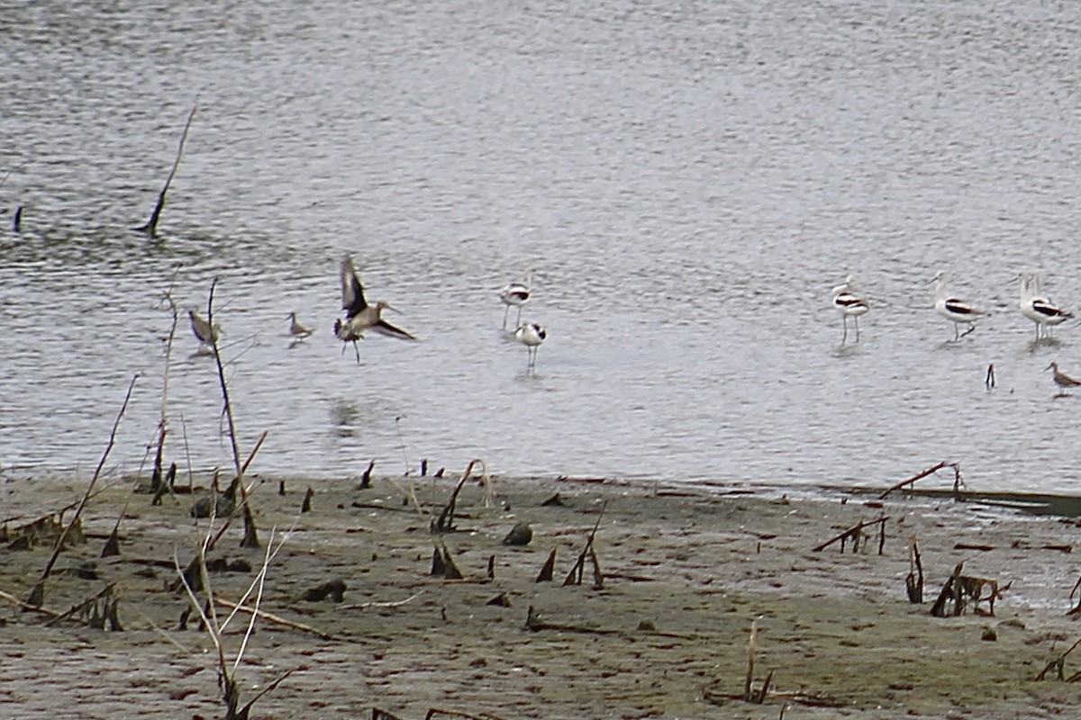 Hudsonian Godwit - ML624029391