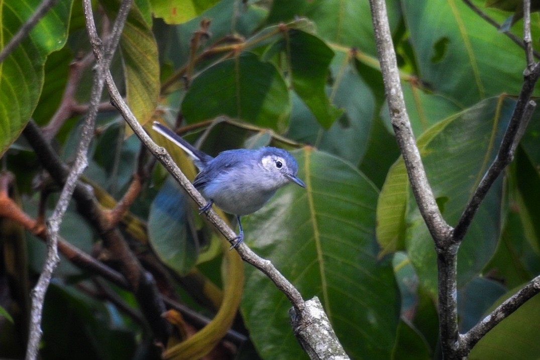 White-browed Gnatcatcher - ML624029401