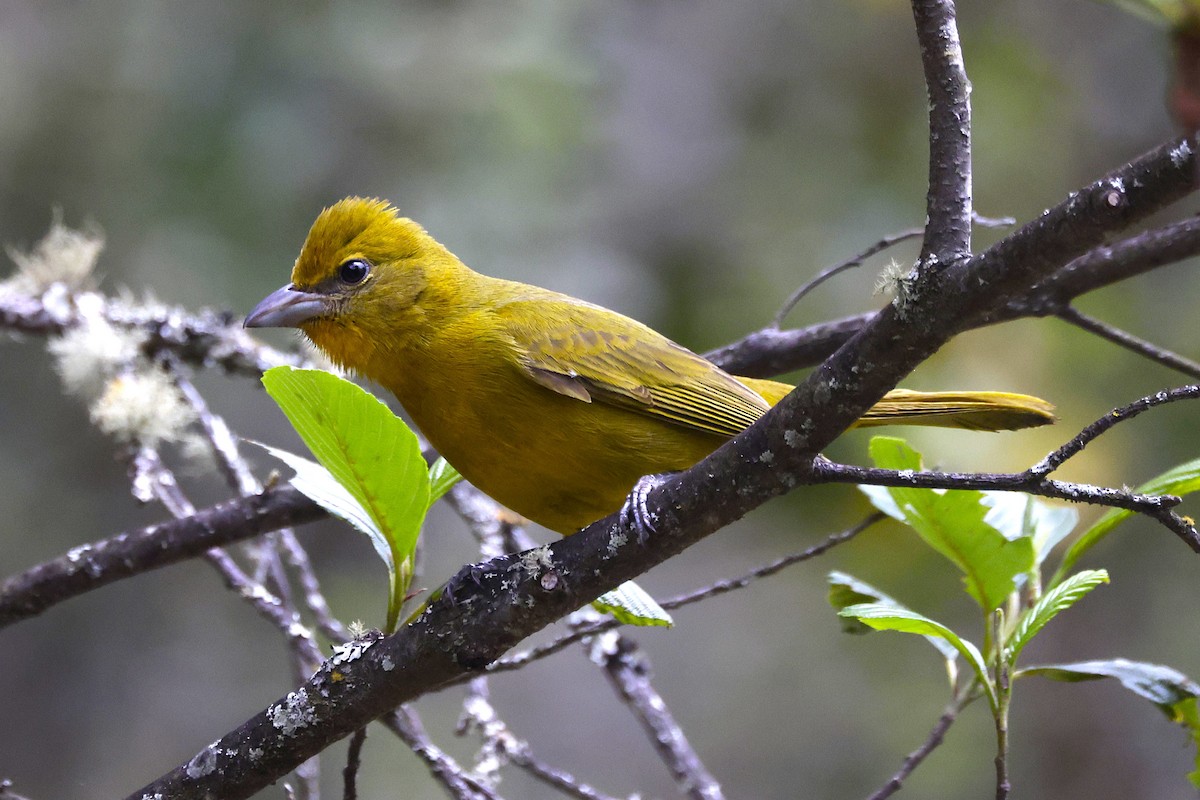 Hepatic Tanager (Highland) - ML624029409