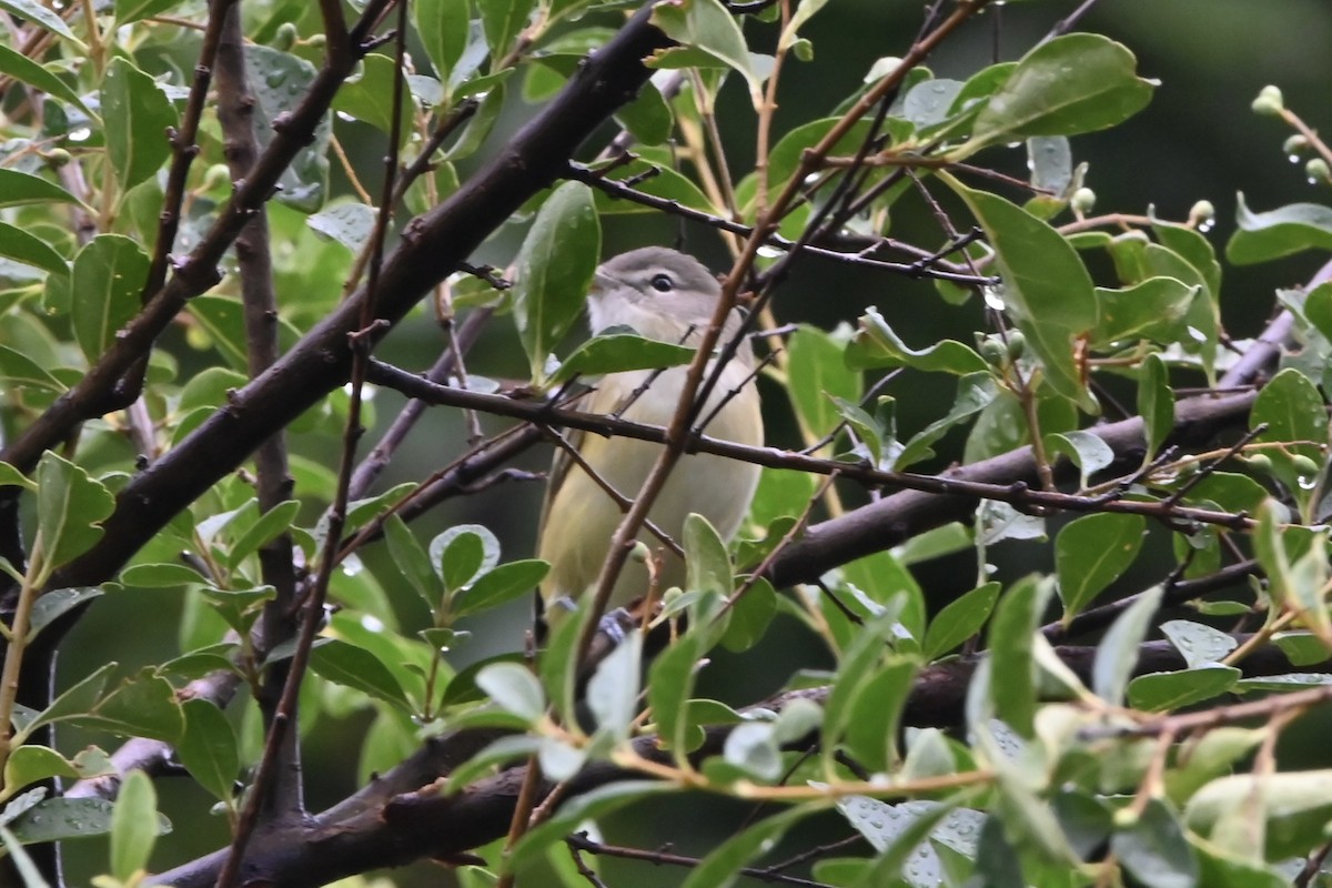 Bell's Vireo - ML624029419