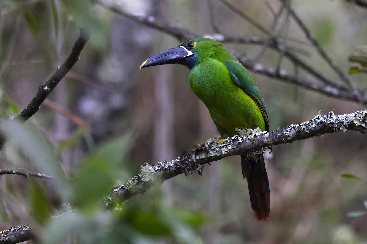 Southern Emerald-Toucanet (Black-billed) - ML624029420