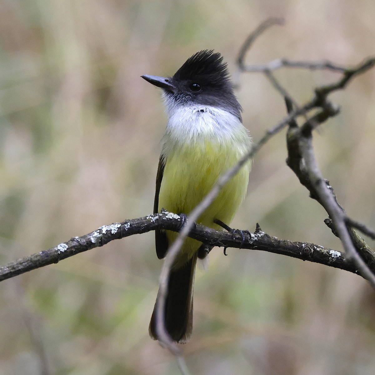 Dusky-capped Flycatcher - ML624029429