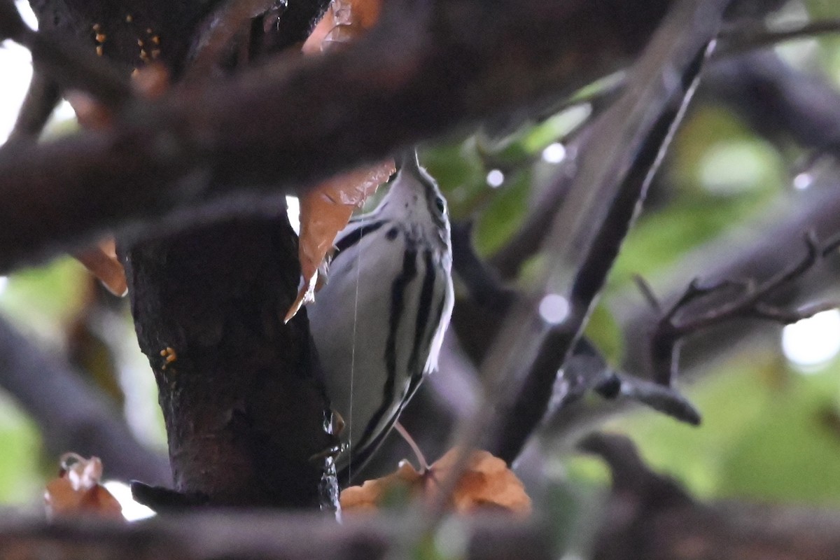 Black-and-white Warbler - ML624029430