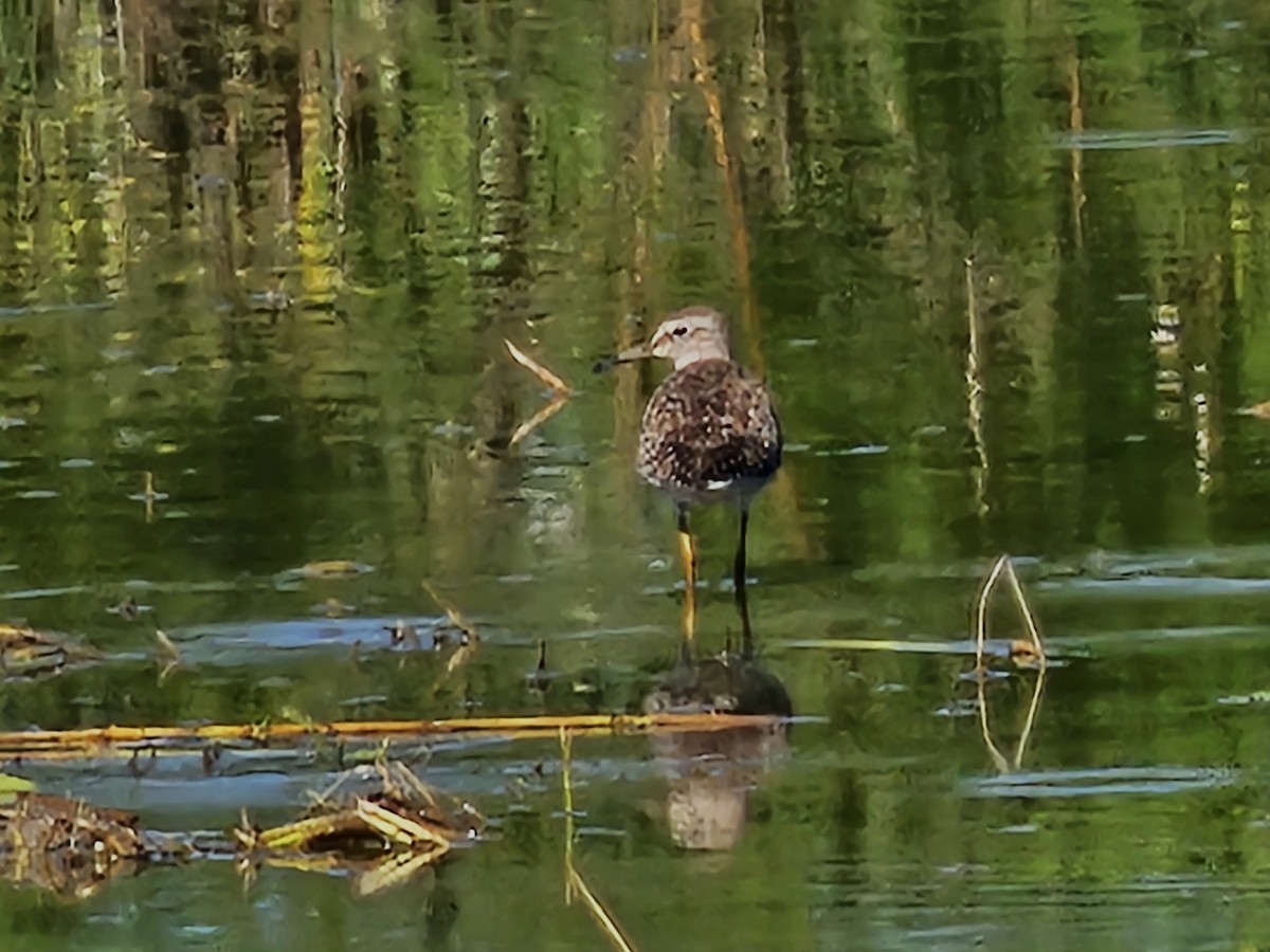 Gray-tailed Tattler - ML624029472