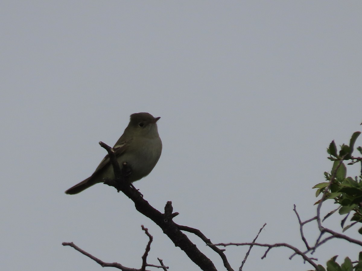 White-crested Elaenia - ML624029520