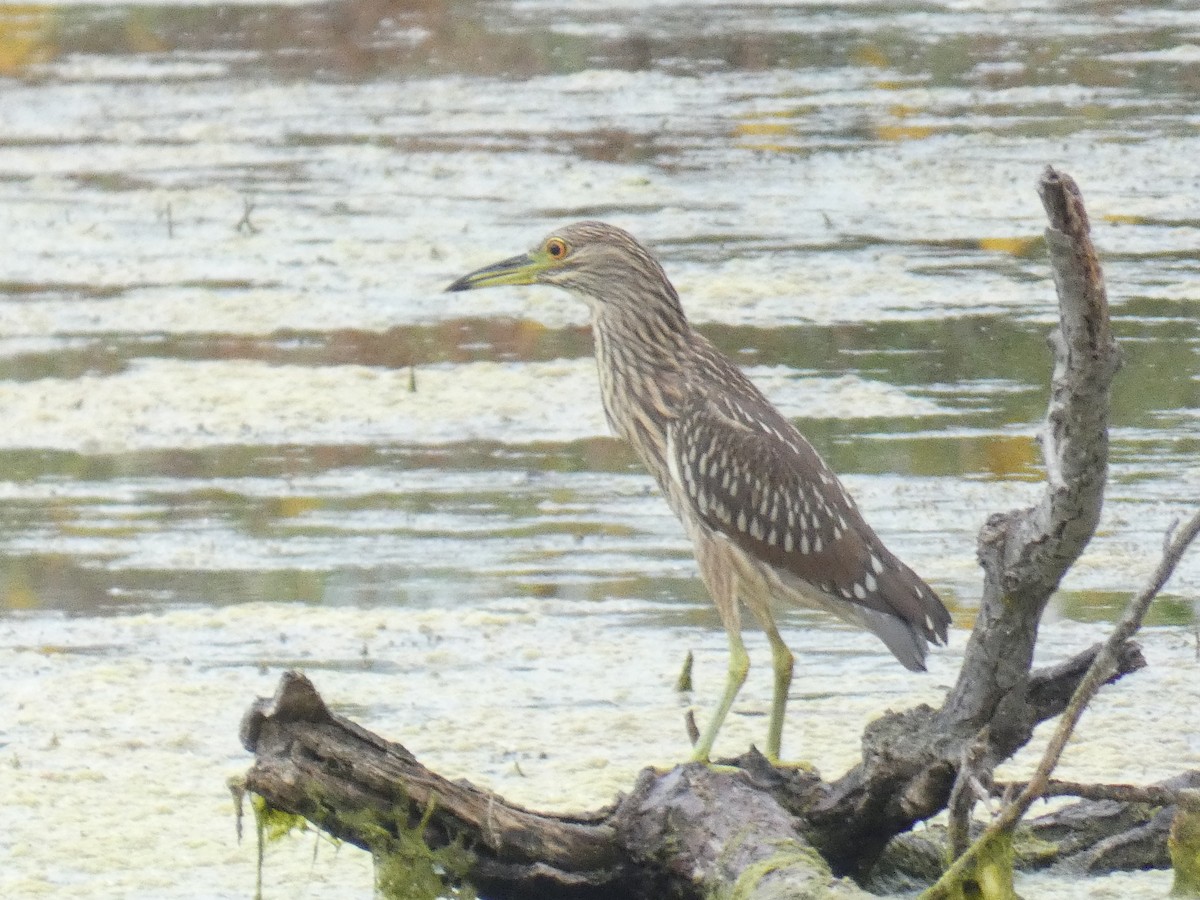 Black-crowned Night Heron - ML624029532