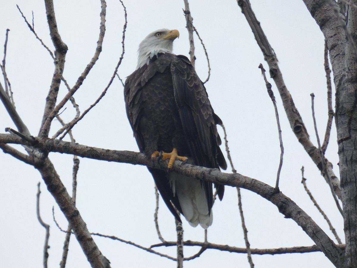 Bald Eagle - ML624029537