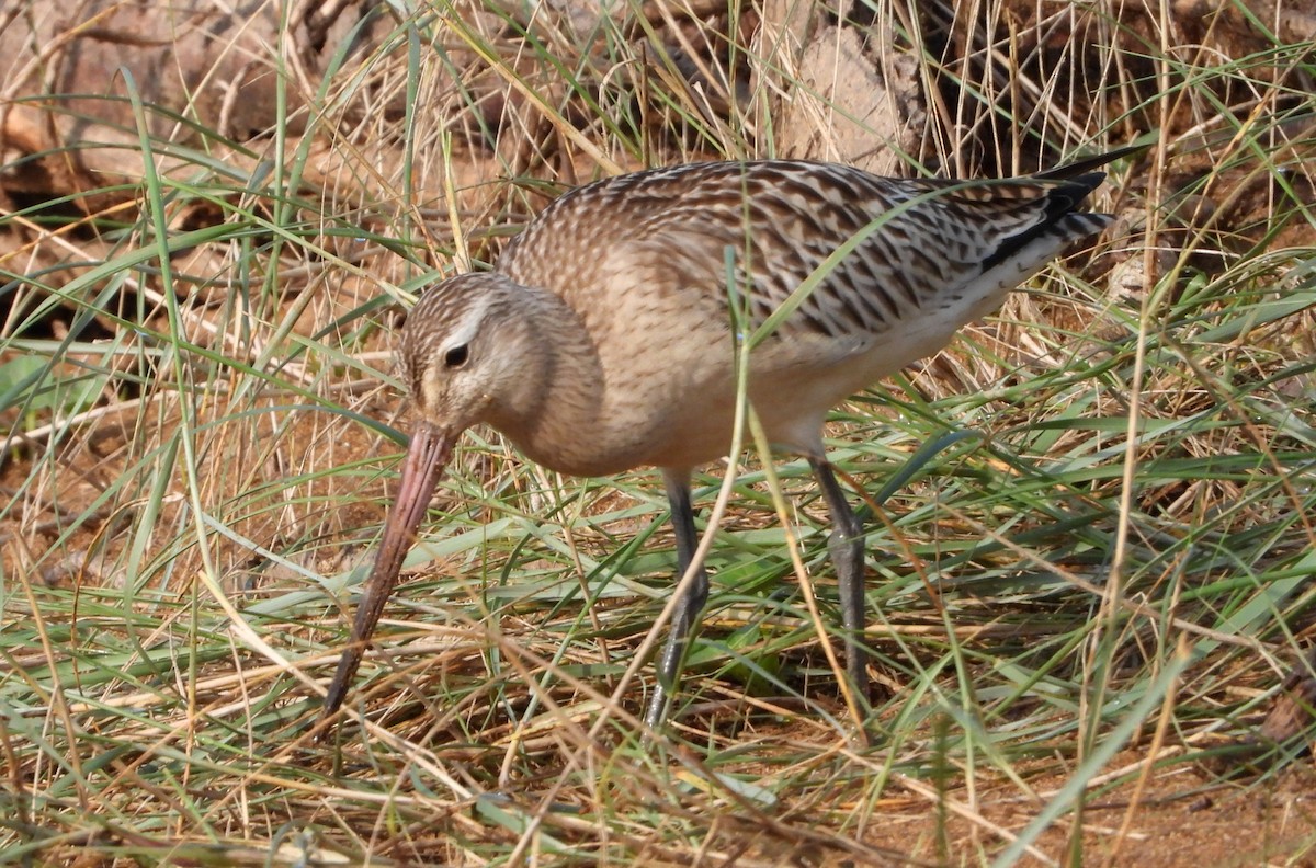 Bar-tailed Godwit - ML624029539