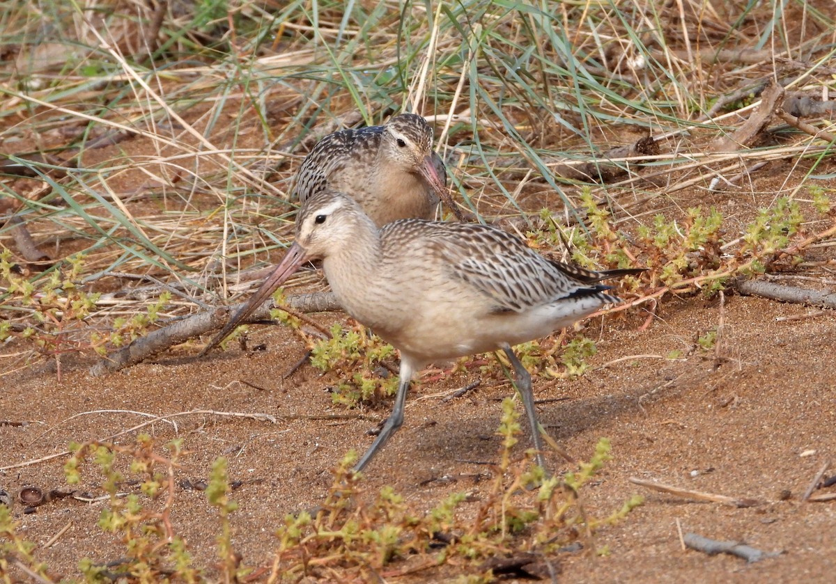 Bar-tailed Godwit - ML624029540