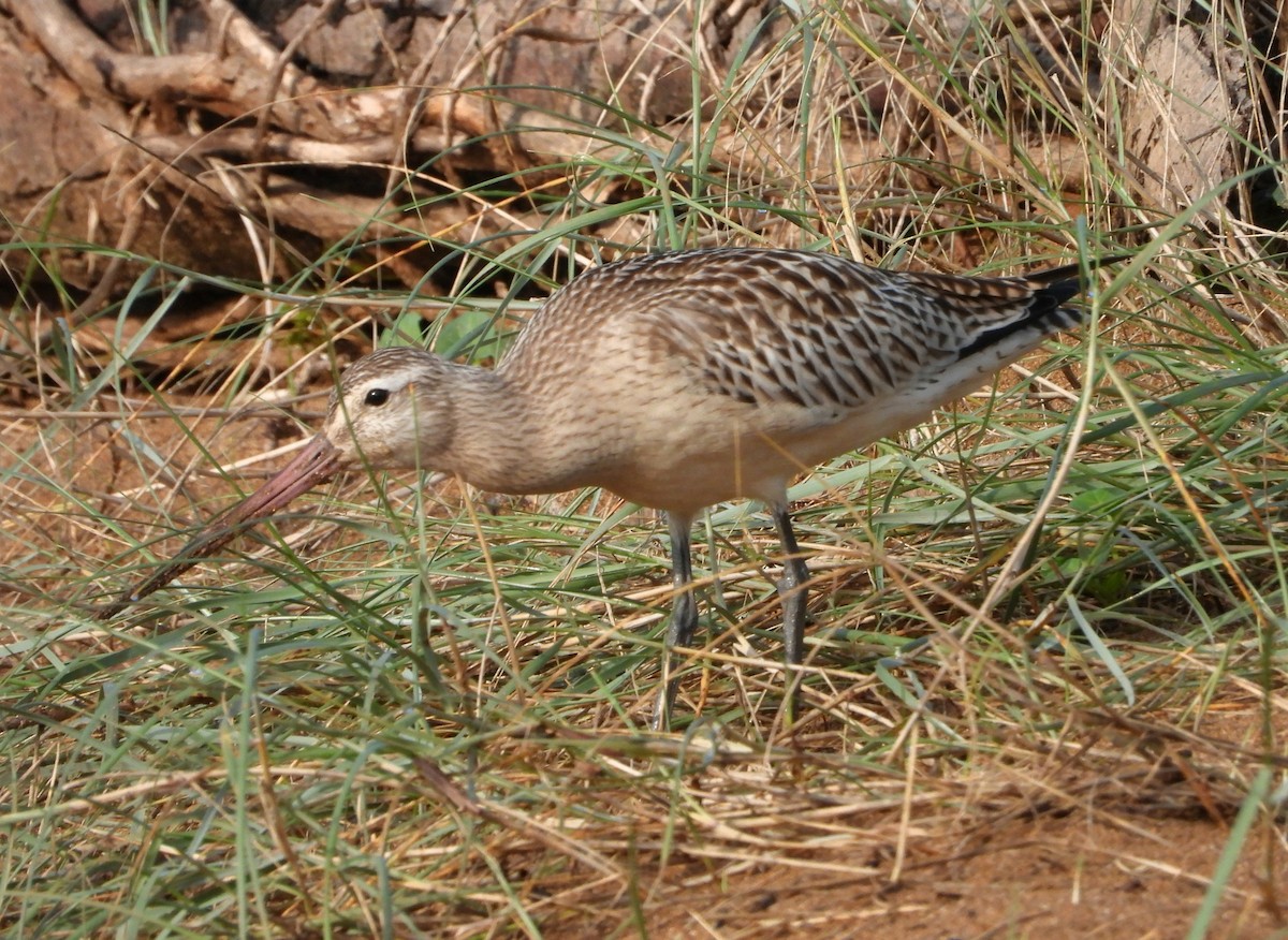 Bar-tailed Godwit - ML624029541