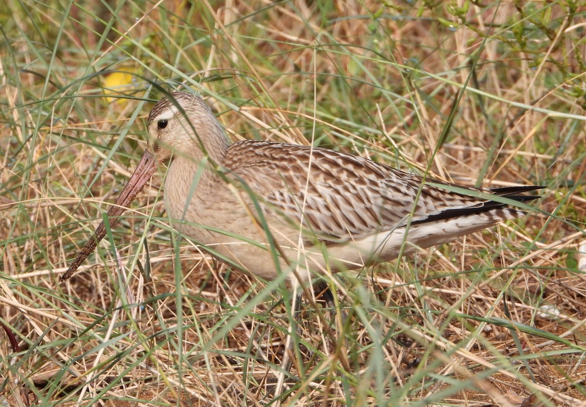 Bar-tailed Godwit - ML624029542