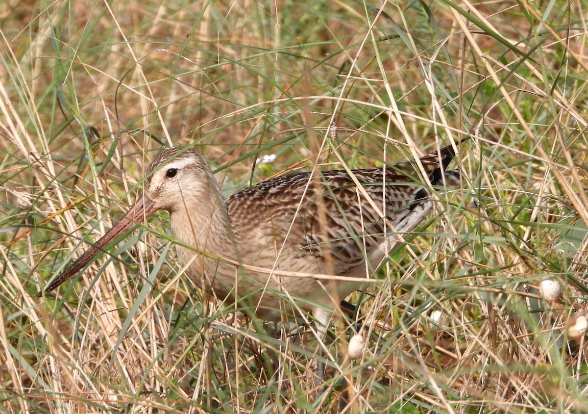 Bar-tailed Godwit - ML624029543