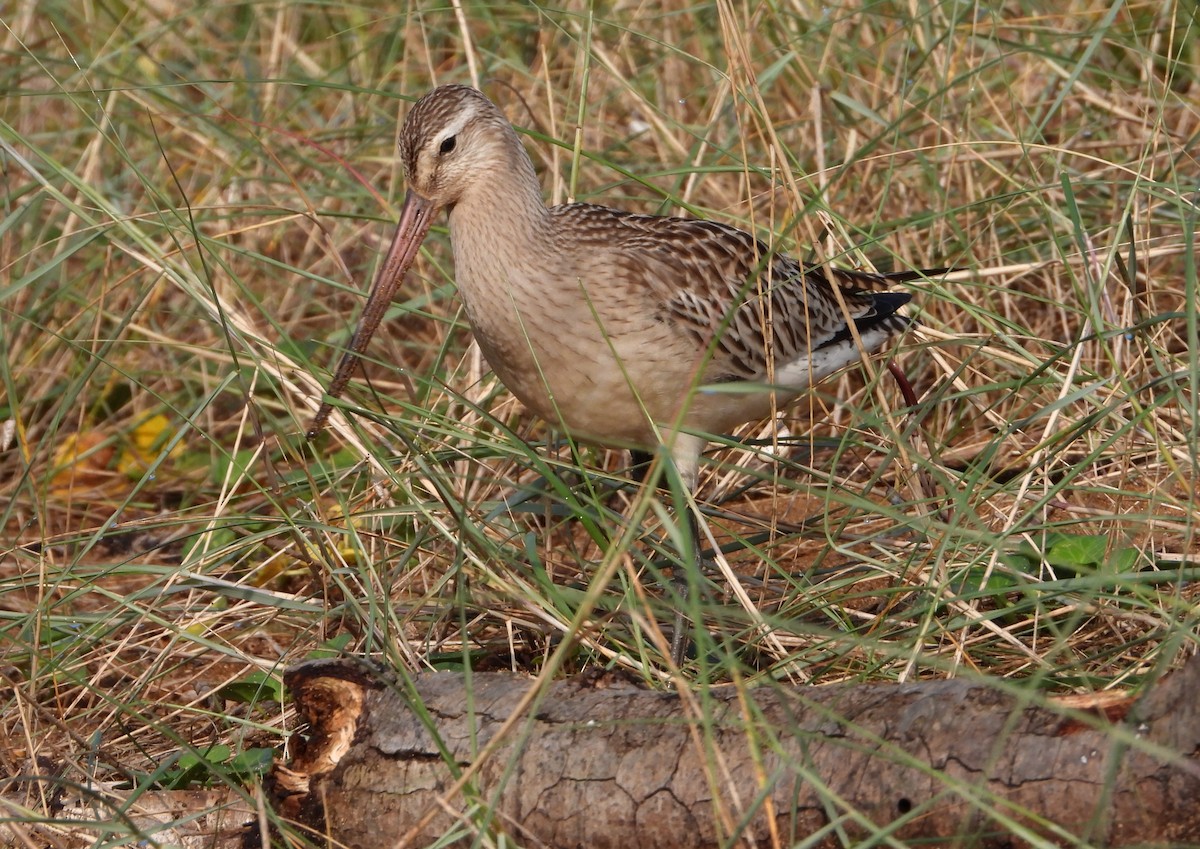 Bar-tailed Godwit - ML624029544