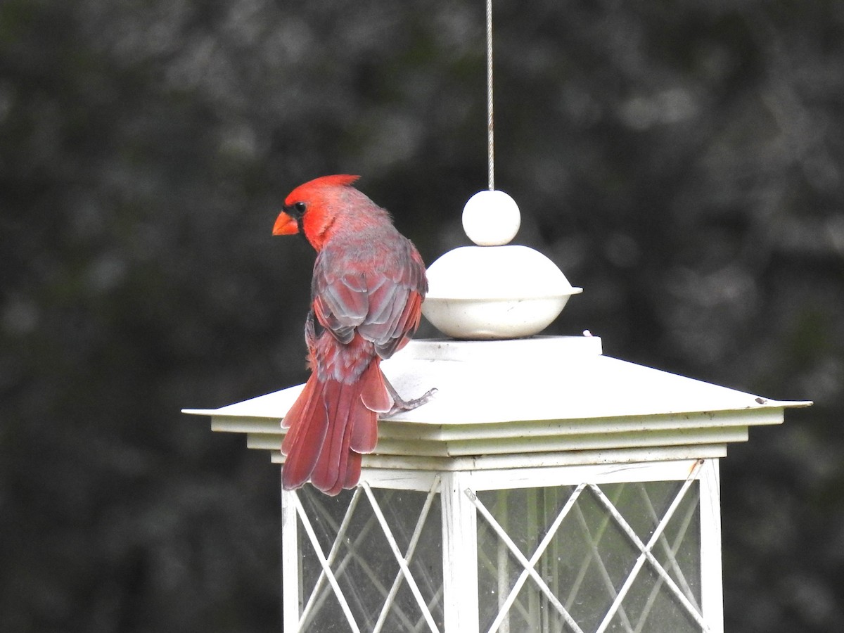 Northern Cardinal - ML624029546