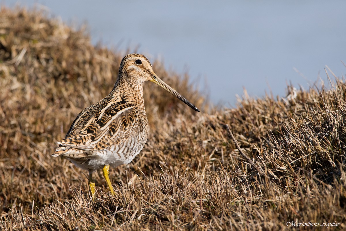 Magellanic Snipe - ML624029560