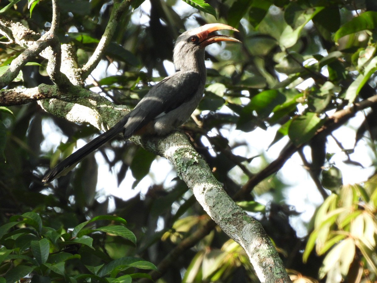 Malabar Gray Hornbill - ML624029562