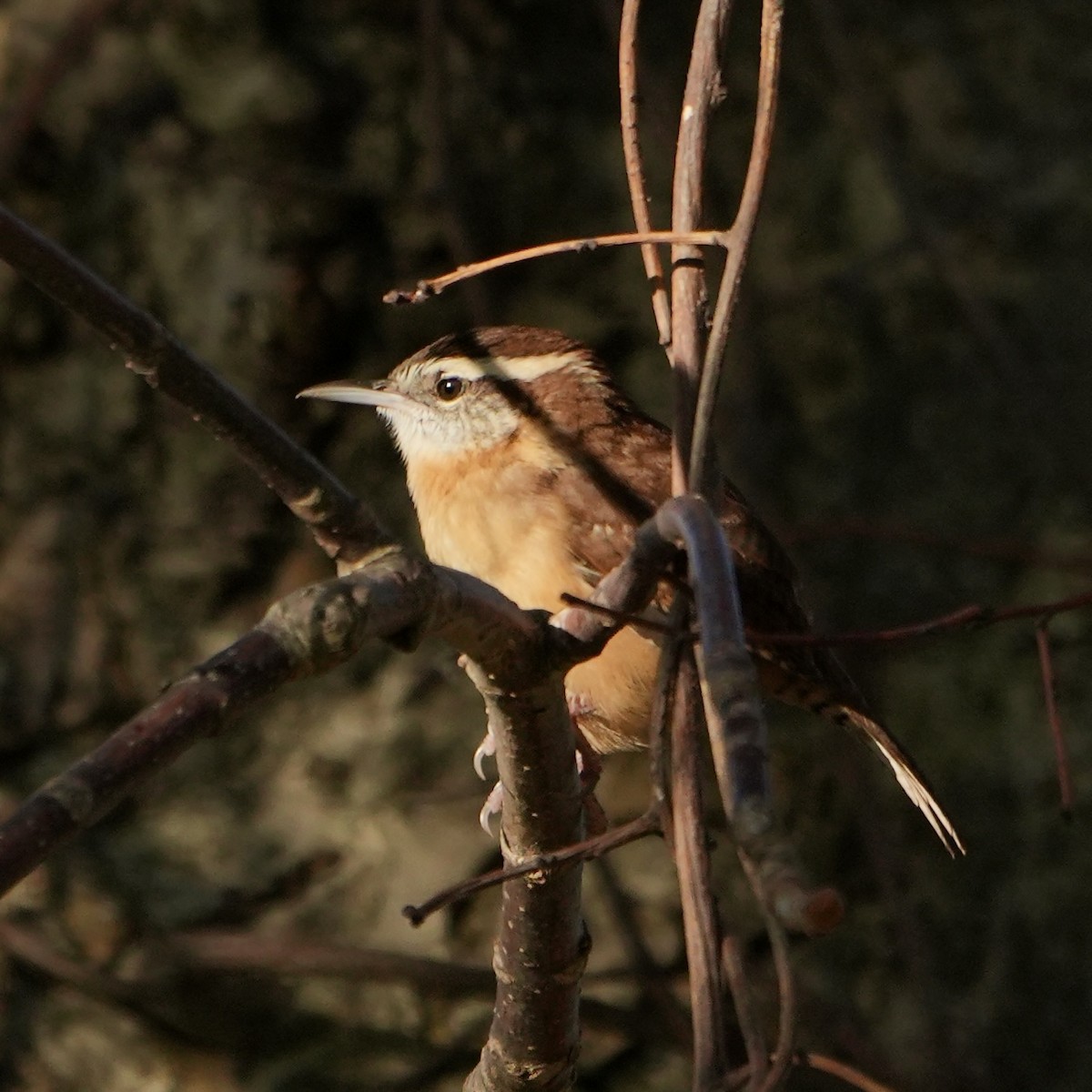 Carolina Wren - ML624029569