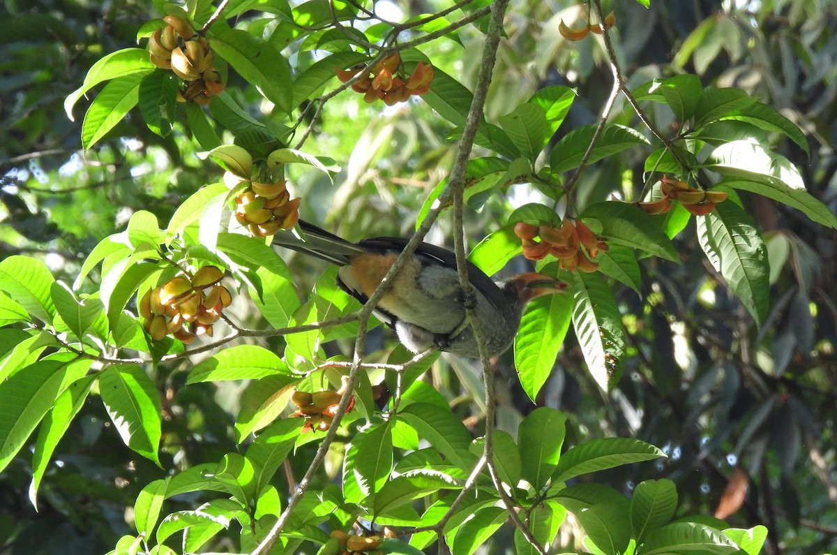 Malabar Gray Hornbill - ML624029575