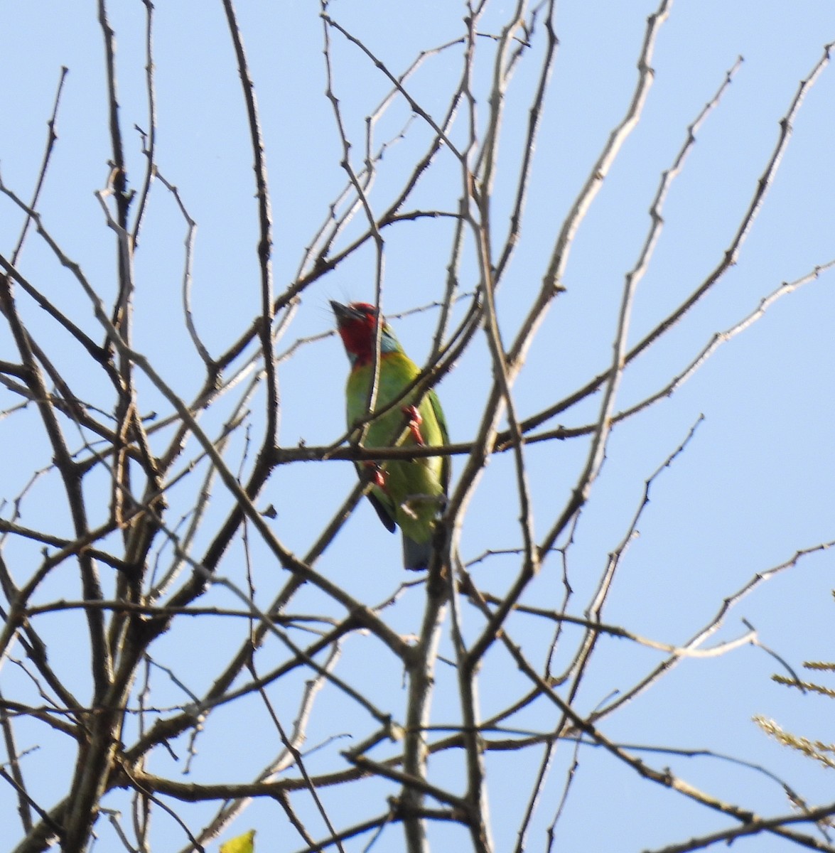 Malabar Barbet - ML624029614