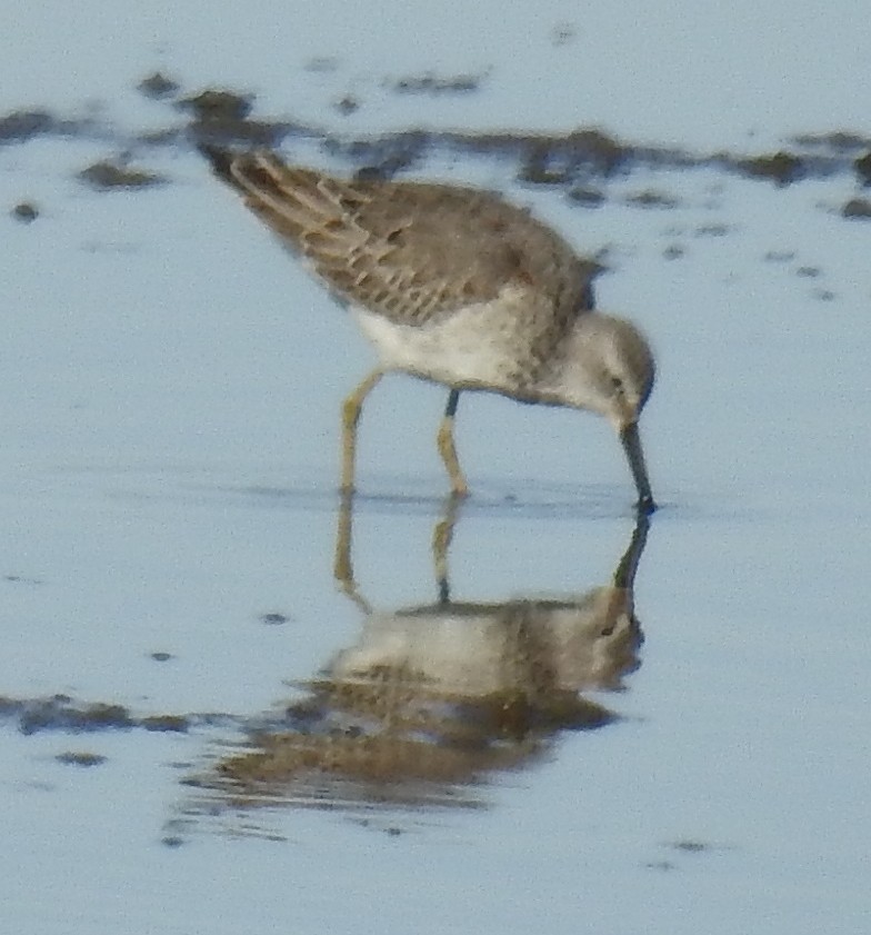 Stilt Sandpiper - Richard Klauke