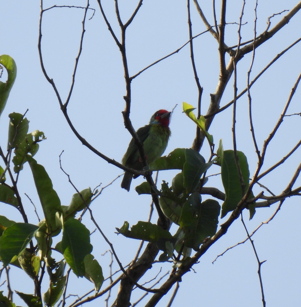 Malabar Barbet - ML624029629