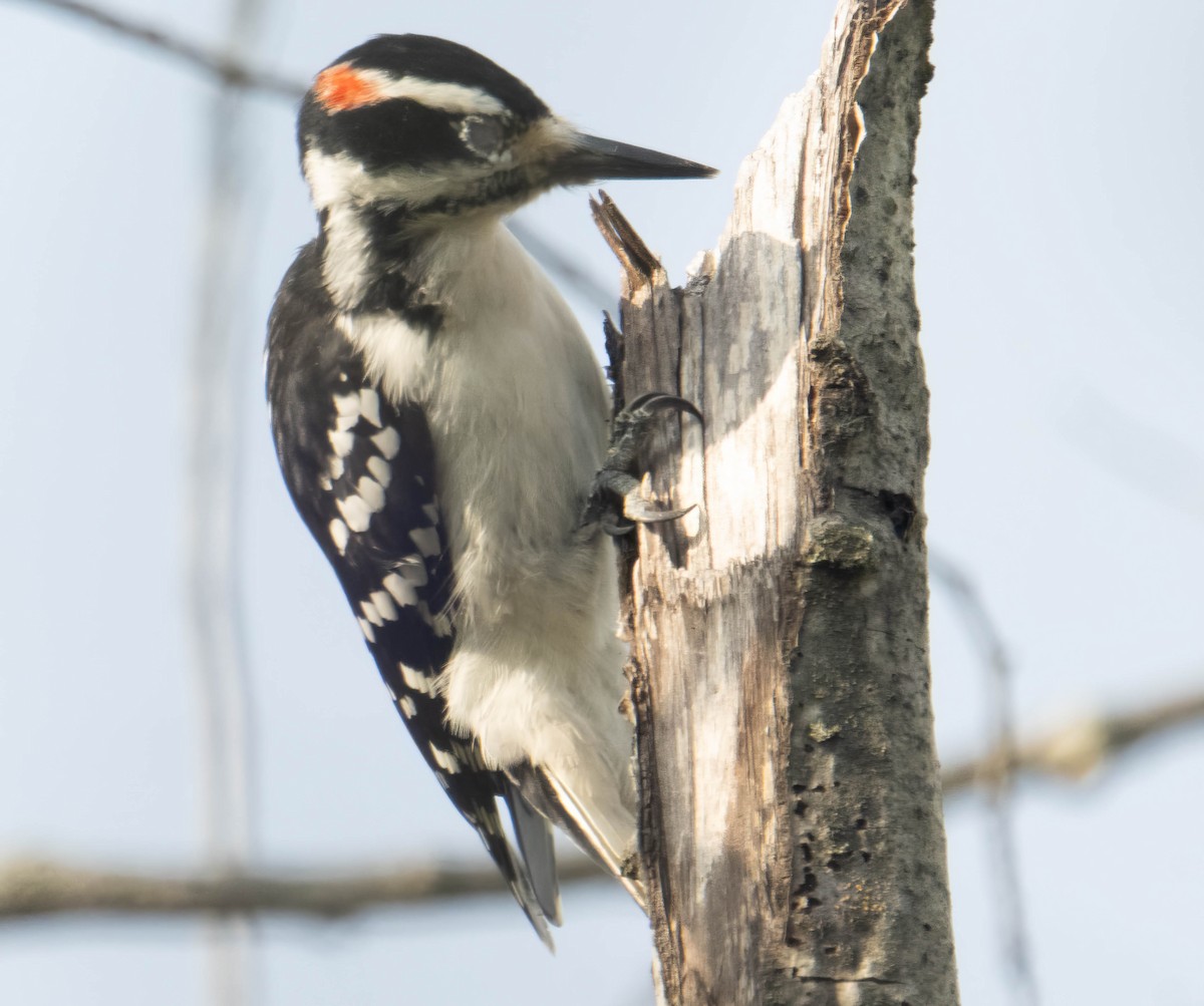 Hairy Woodpecker - ML624029637