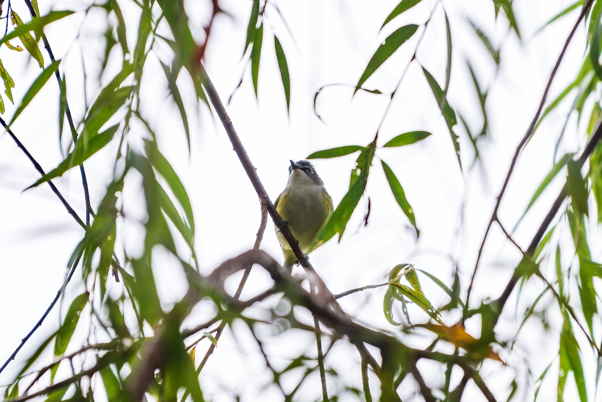 Vireo Solitario - ML624029643