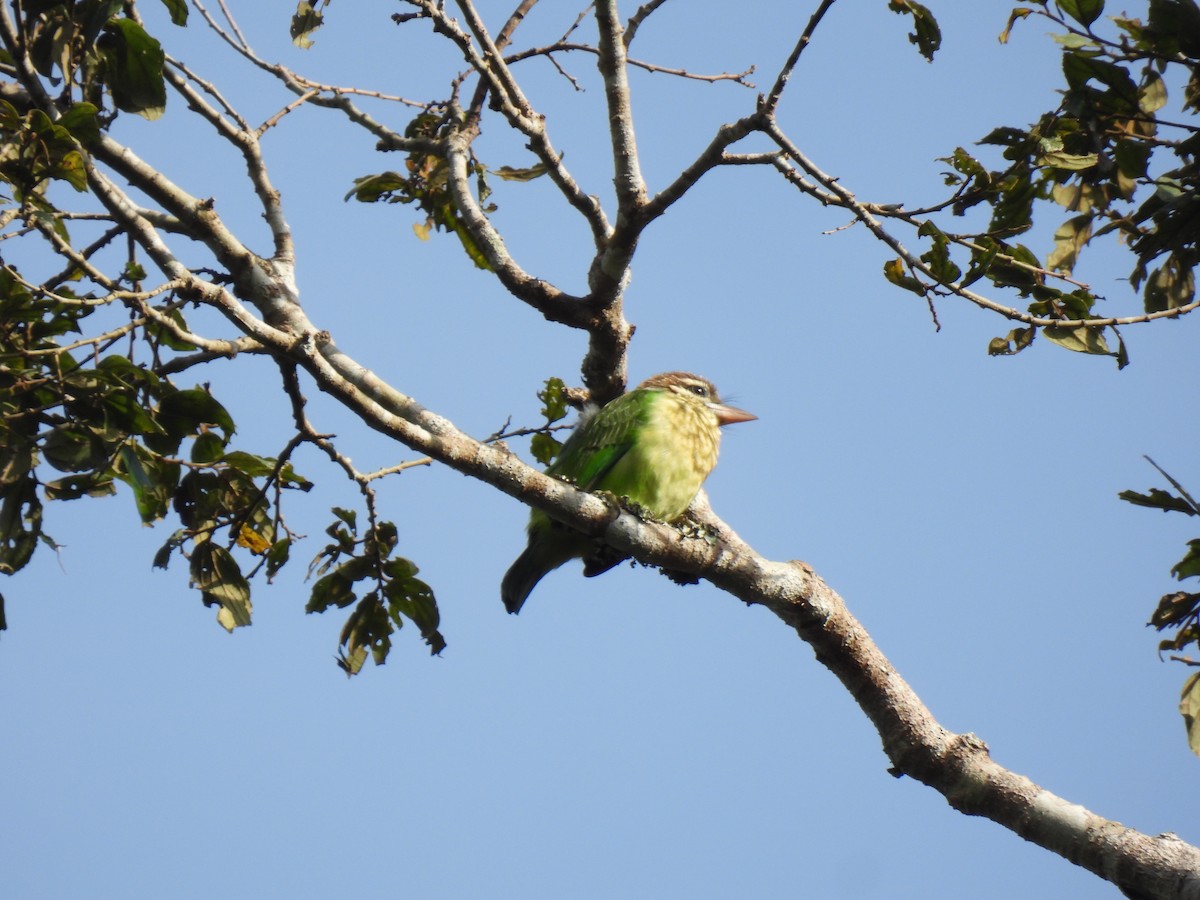 White-cheeked Barbet - ML624029649