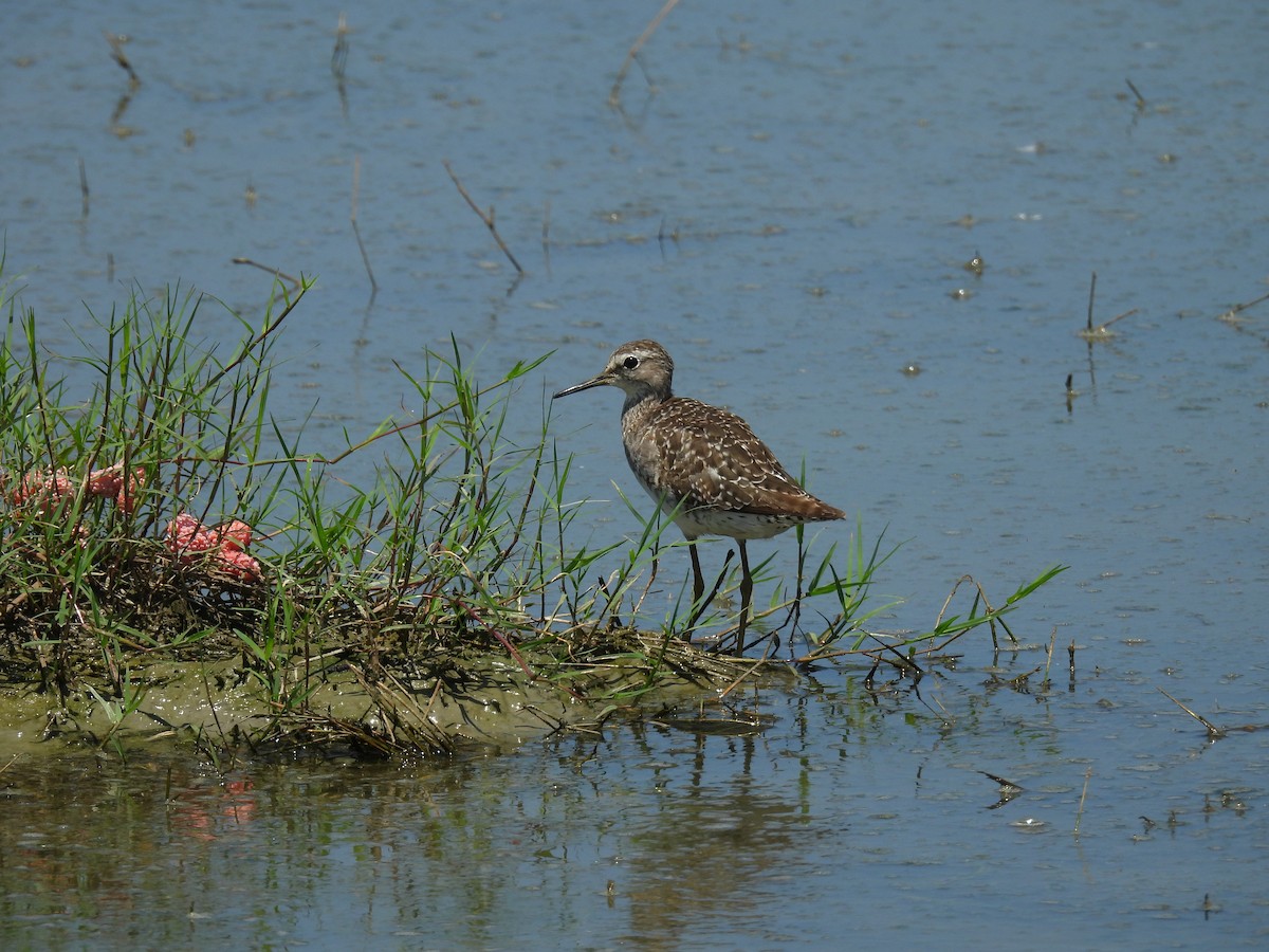 Wood Sandpiper - ML624029667