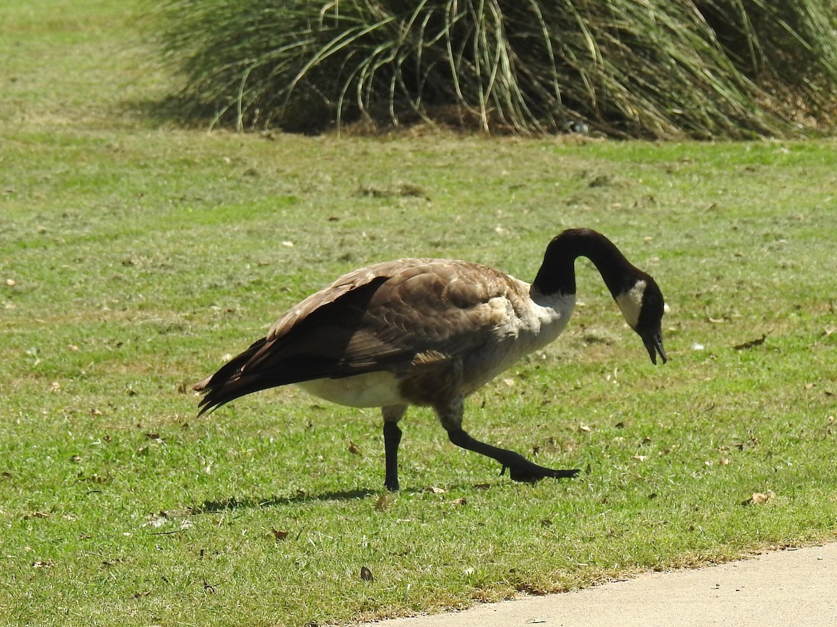 Canada Goose - ML624029671