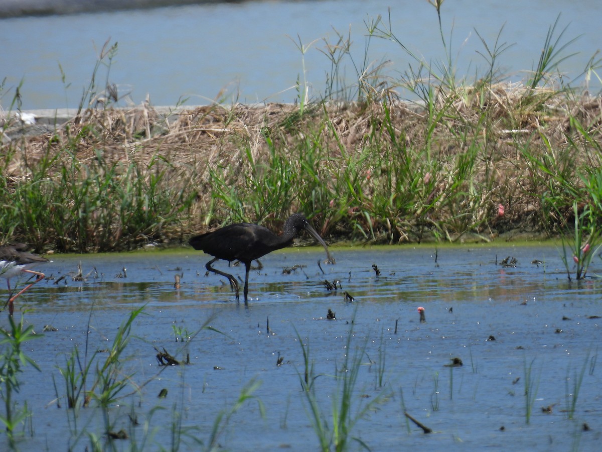 ibis hnědý - ML624029677