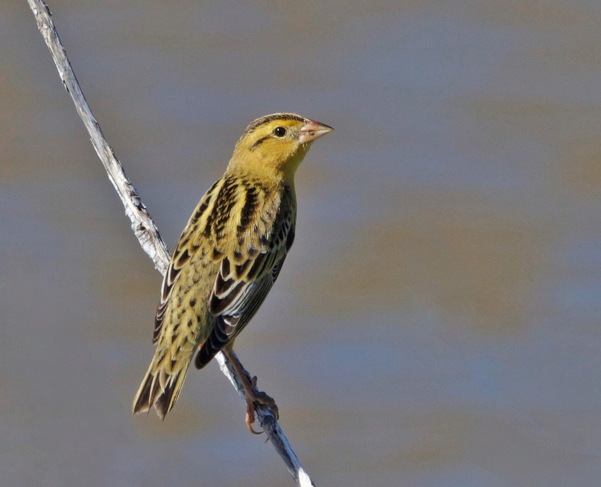 Bobolink - ML624029686