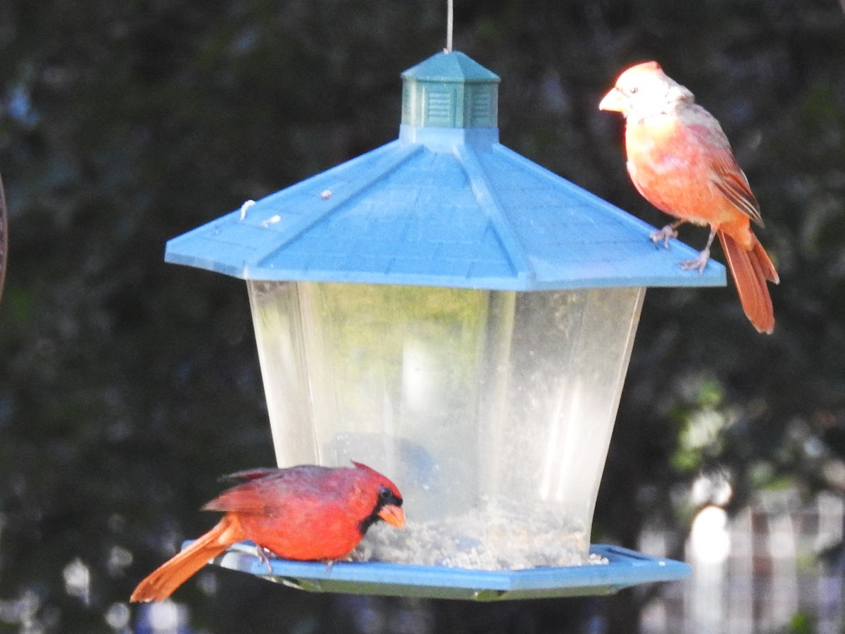 Northern Cardinal - ML624029704