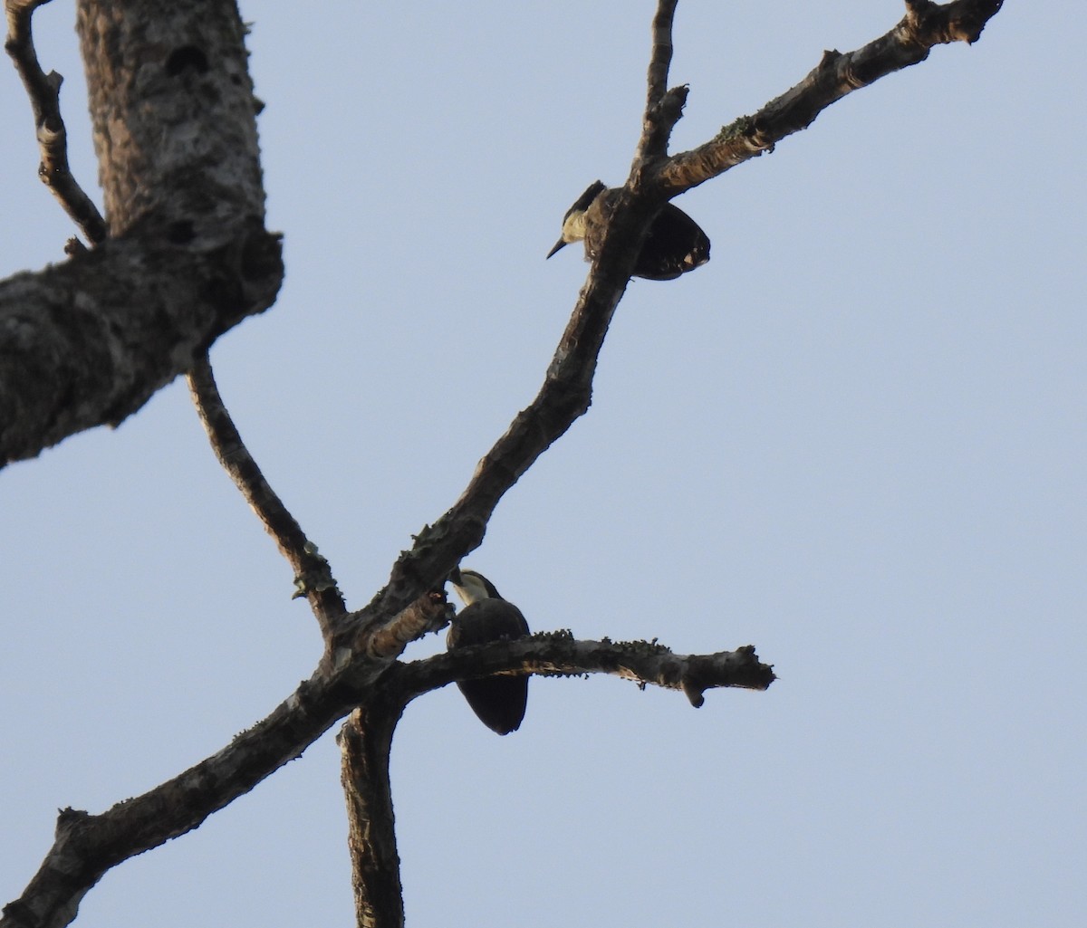 Heart-spotted Woodpecker - ML624029705